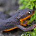 Rough-skinned Newt - Photo (c) matt knoth, some rights reserved (CC BY-NC-ND)