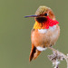 Allen's Hummingbird - Photo (c) BJ Stacey, some rights reserved (CC BY-NC)