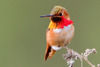 Allen's Hummingbird - Photo (c) BJ Stacey, some rights reserved (CC BY-NC)