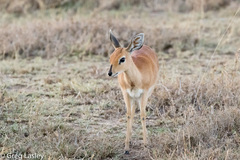 Raphicerus campestris neumanni