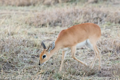 Raphicerus campestris neumanni