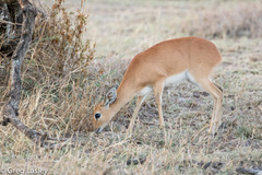Raphicerus campestris neumanni
