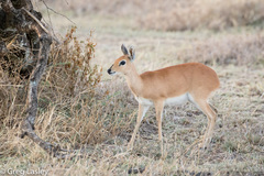 Raphicerus campestris neumanni