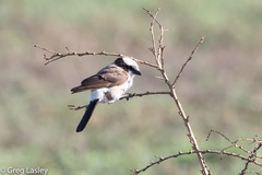 Eurocephalus ruppelli