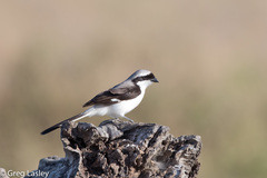 Lanius excubitoroides