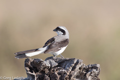 Lanius excubitoroides