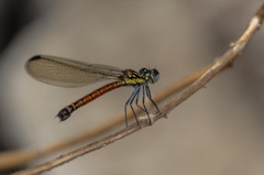 Rhinocypha pagenstecheri timorana