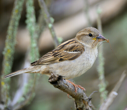 House Sparrow photographed in California