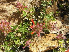 Monardella macrantha