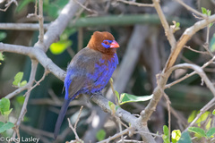 Granatina ianthinogaster