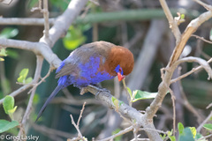 Granatina ianthinogaster