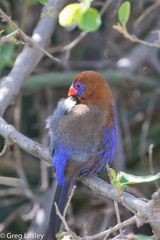 Granatina ianthinogaster