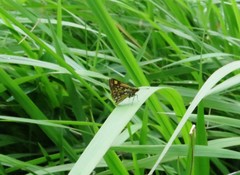 Ampittia dioscorides camertes