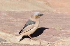 Pseudonigrita arnaudi