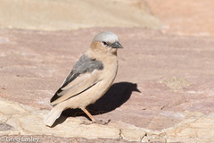 Pseudonigrita arnaudi