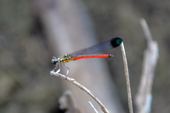Rhinocypha pagenstecheri timorana