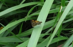 Ampittia dioscorides camertes