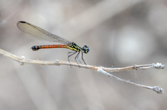 Rhinocypha pagenstecheri timorana