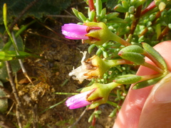 Lampranthus debilis
