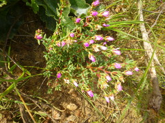 Lampranthus debilis