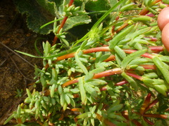 Lampranthus debilis