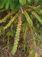 Phyllodium pulchellum