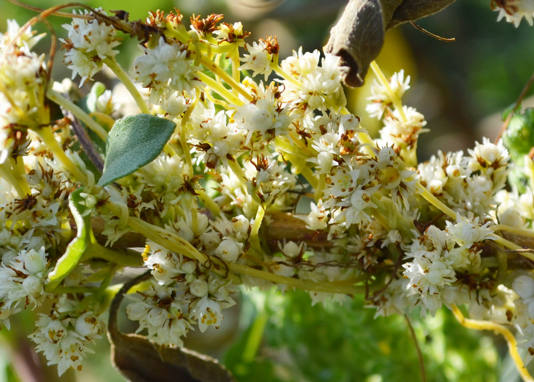 Cuscuta indecora