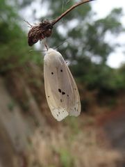 Spilarctia subcarnea