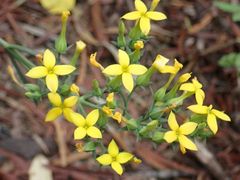 Kalanchoe integra