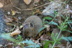 Ochotona dauurica
