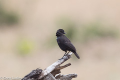 Myrmecocichla aethiops