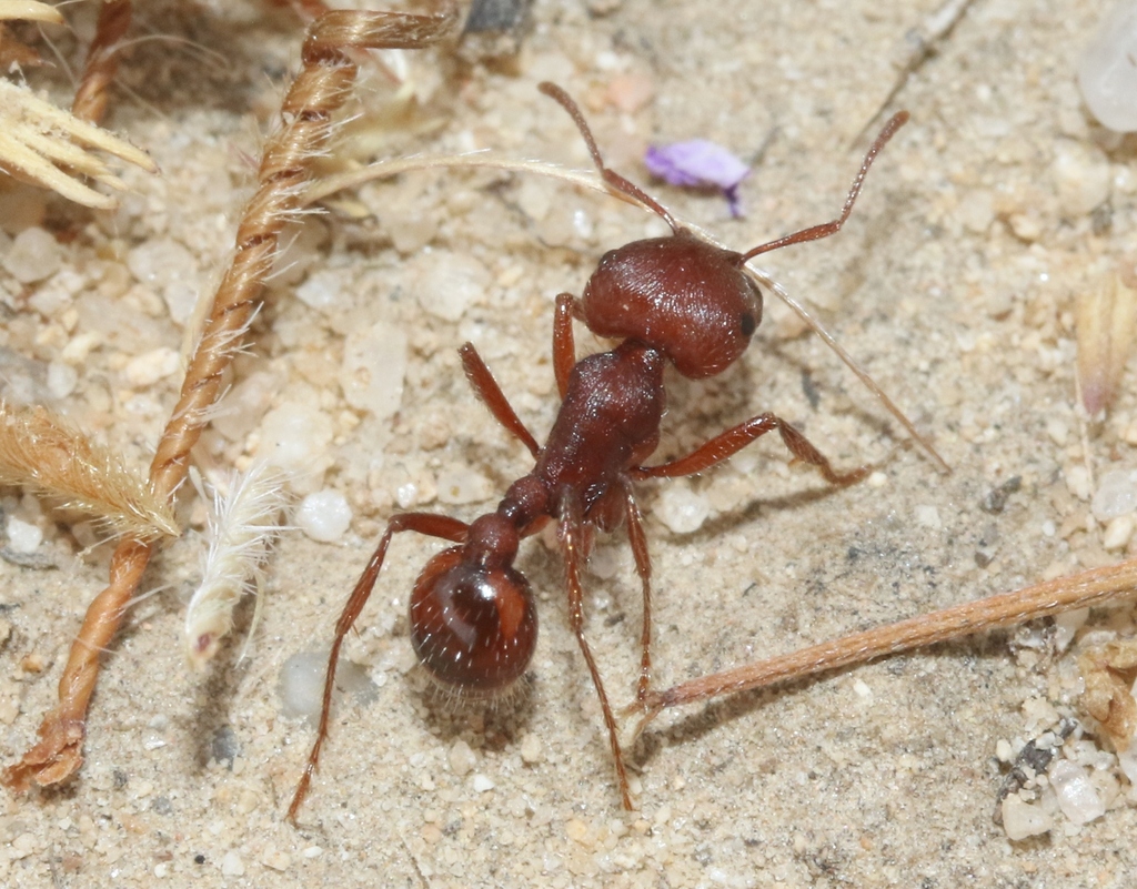 Pogonomyrmex Brevispinosus From San Luis Obispo County, Ca, Usa On 