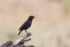 Myrmecocichla aethiops