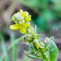 Verbascum thapsus
