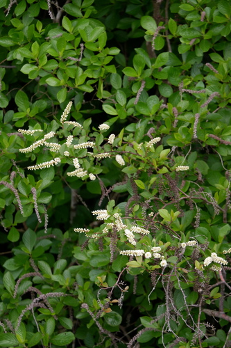 Itea virginica