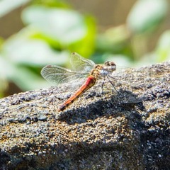 Sympetrum frequens