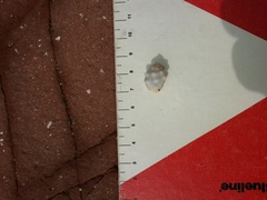 Acanthais triangularis