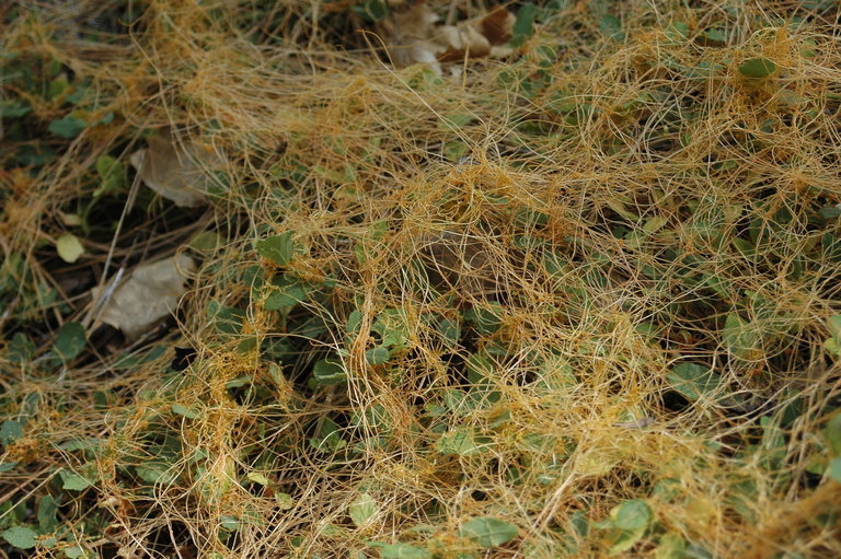 Cuscuta jepsonii