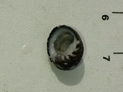 Nerita funiculata