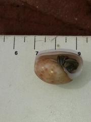 Bulla punctulata