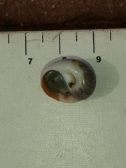 Notocochlis chemnitzii