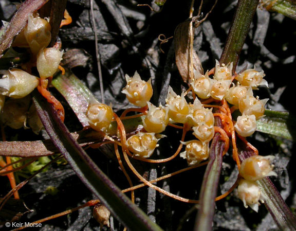 Cuscuta occidentalis