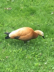 Tadorna ferruginea