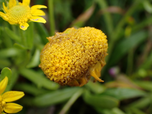 Image of Lasthenia minor by (c) Cricket Raspet, some rights reserved (CC BY)