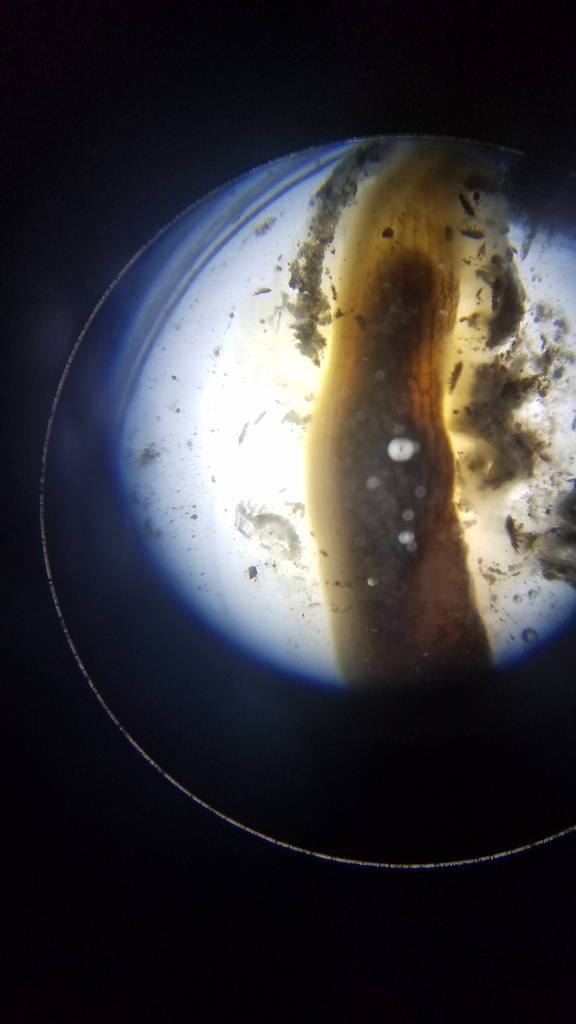 Limacoidea from Lincoln, New Zealand on April 29, 2023 at 1221 PM by