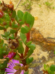 Lampranthus elegans