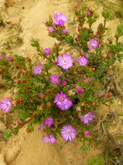 Lampranthus elegans