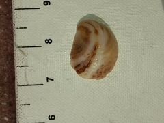 Bostrycapulus aculeatus