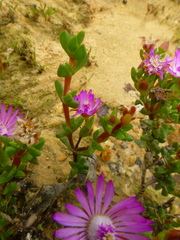 Lampranthus elegans