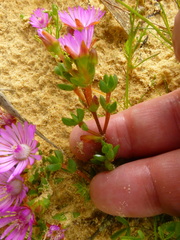 Lampranthus elegans